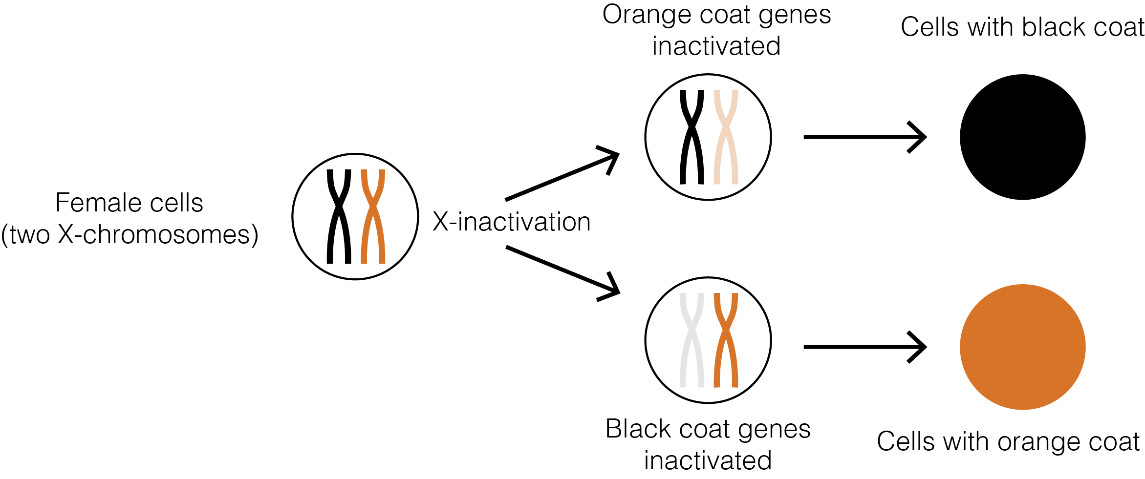 Lyonization, as seen in tortoiseshell cats /library/stockholm-syndrome-lebon-prize/X-inactivation.png